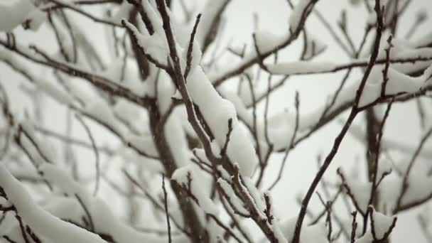 Ein Bewölkter Wintertag Schneefall Äste Von Bäumen Sind Mit Schnee — Stockvideo