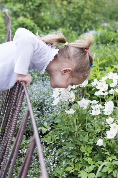 Child sniffs flowers across a fence — Stock Photo, Image