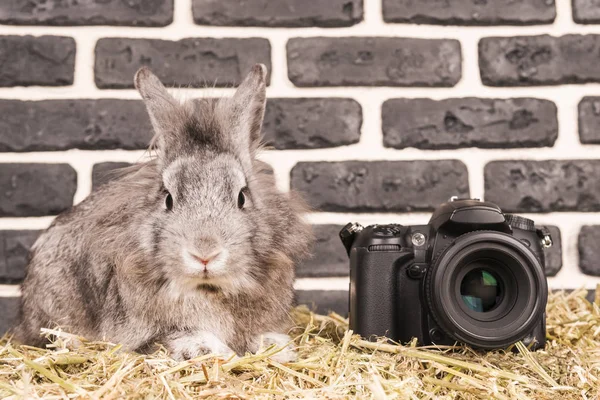 Кролик возле камеры — стоковое фото