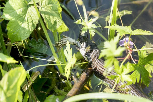 Snake swallowing a frog in a pond among the plants
