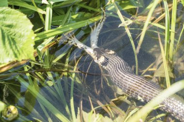 Bir kurbağa su yılanı yiyor