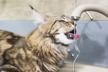 Kedi içme musluk suyu