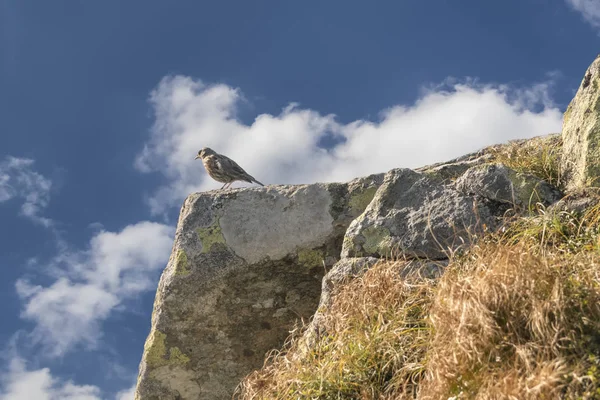 Bulutlu gökyüzü arka planda bir dağın üzerinde kuş incir kuşu