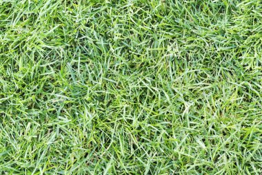 Çimenli çim, üstten görünüm