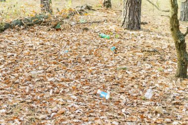 Ormanın içinde boş plastik şişe