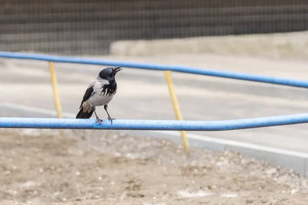 Crow eating a worm on a pipe — Stock Photo, Image