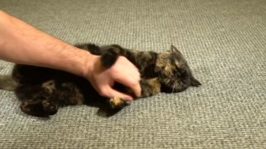 bir kedi ile oynayan erkek el