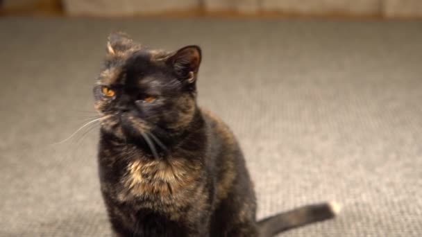 Πορτραίτο μιας Σκωτικής φυλής γάτας — Αρχείο Βίντεο