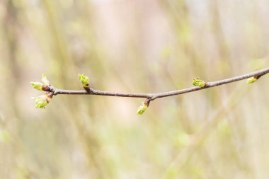 Genç filiz dallarıyla