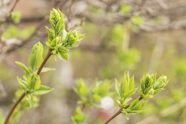 taze yaprakları ile iki dal