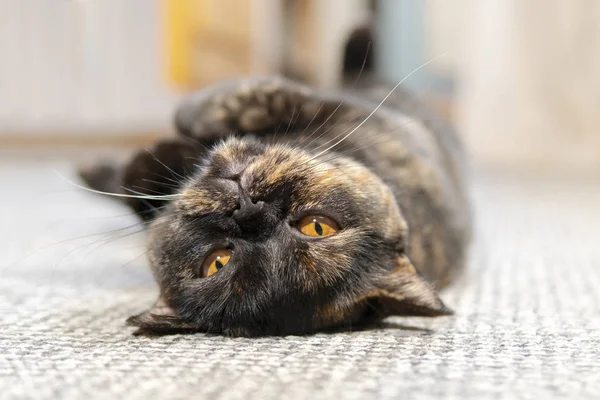 Кошка лежит на спине — стоковое фото