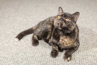 güzel kedi yalan ve yukarı bakar