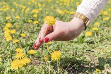 kadın el yırtılma karahindiba
