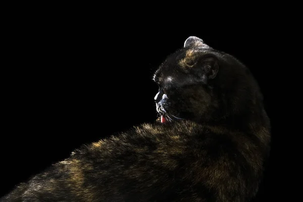 Czarny kot myje swój język — Zdjęcie stockowe