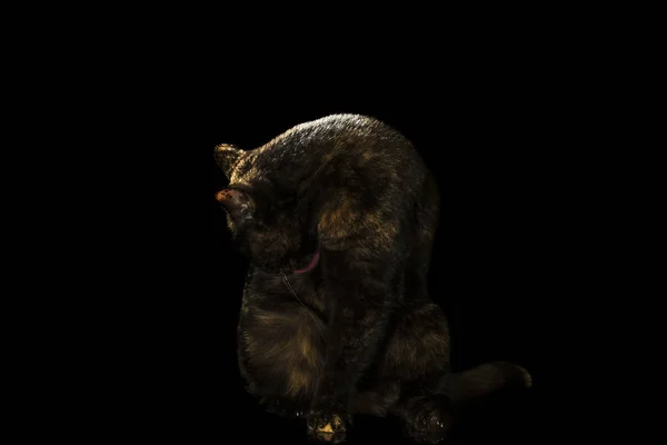 Katze wäscht ihre Seite — Stockfoto