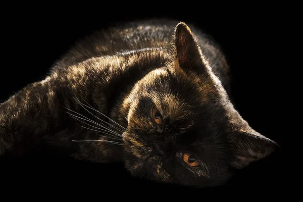 Indah berbohong kucing malas — Stok Foto