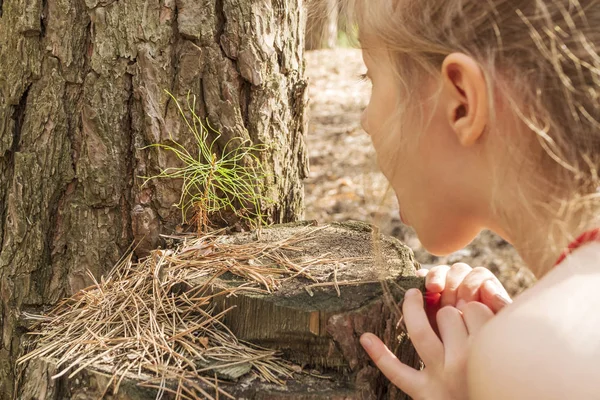 Child studies the pine sprout — Stock Photo, Image