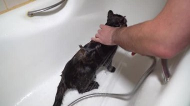 erkek el bir kedi sulama