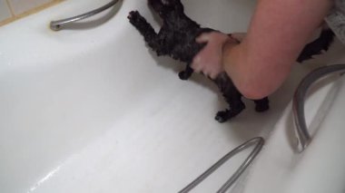 erkek elleri korkmuş bir kedi yıkayın