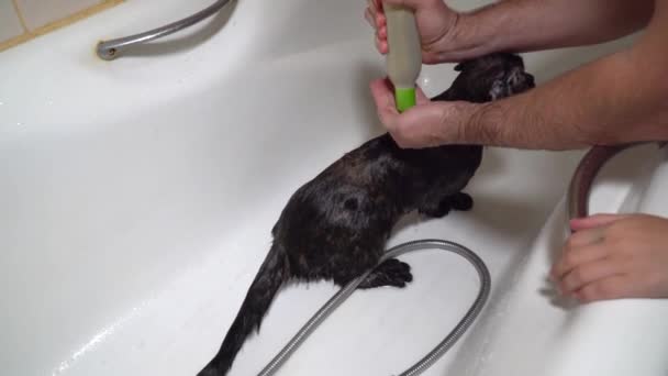 Man tvättar sin katt — Stockvideo