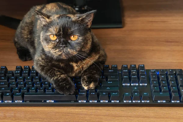 Gato acostado en el teclado —  Fotos de Stock