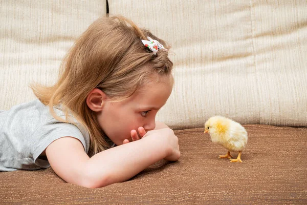 Little Girl Looks Yellow Chicken Lying Sofa — Stock Photo, Image