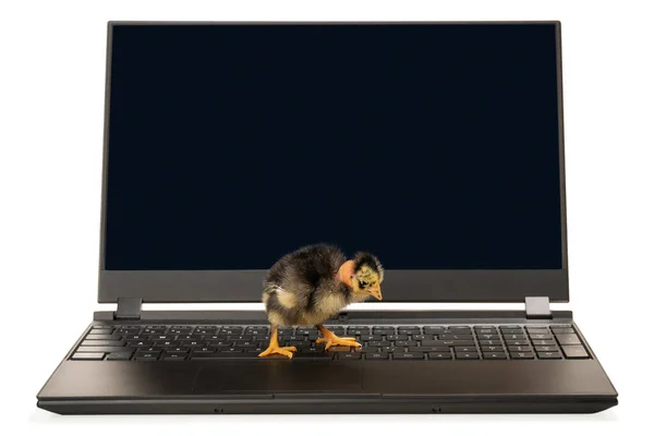Ugly chick on laptop — Stock Photo, Image