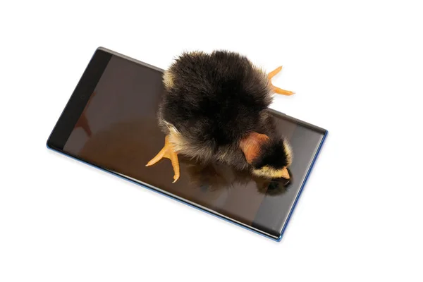 Ugly Chicken Bare Neck Looks Phone Screen Top View Isolated — Stock Photo, Image