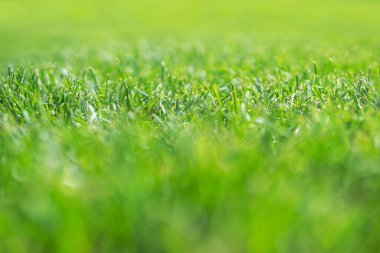 Yeşil yoğun çimenlerin arkaplanı ortasında dar odak şeridi ile bulanıklaşır