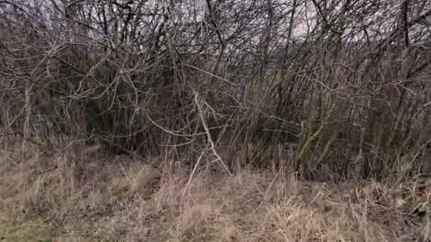 Camera Moves Bare Bush Making Its Way Prickly Branches — Stock Video