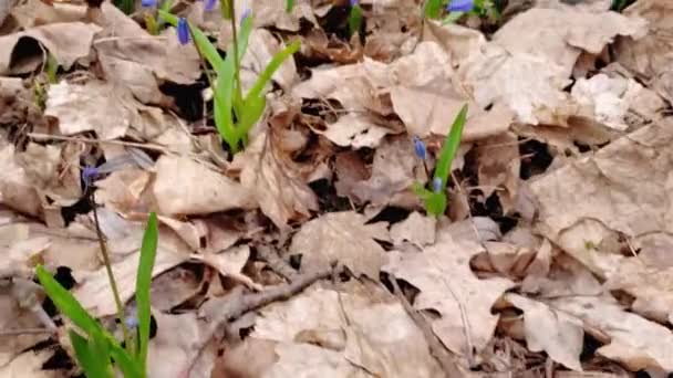 Brudne Szklane Butelki Suchych Liściach Wśród Kropel Śniegu Lesie — Wideo stockowe