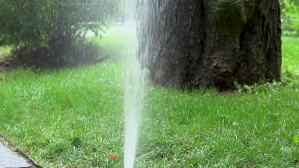 Sistema de irrigação espirra na árvore — Vídeo de Stock