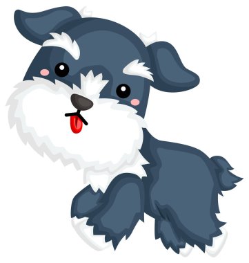 mutlu ve sevimli schnauzer köpek doğurmak