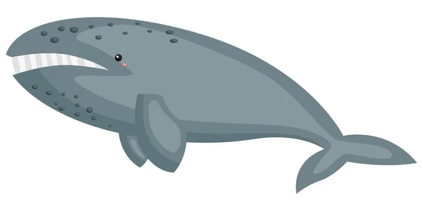 Vector Cute Gray Whale — Stock Vector