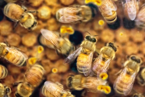 Close Busy Hectic Life Honey Bees Feeding Young Generations Honeycomb — Stock Photo, Image