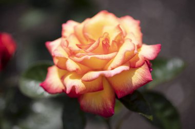 Sheila 'nın parfümü Floribunda Rose. Orta boy, oldukça dolgun çiçekler sarı, kenarları kırmızı ve güzel bir kokusu var..