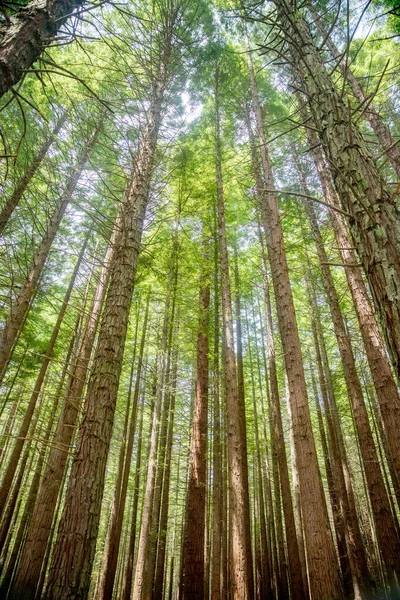 View of green redwood trees from bottom up, in Redwoods Whakarewarewa Forest, Rotorua, New Zealand