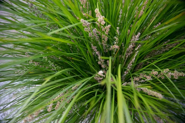 Avustralya yerlisi yeşil lomandra longifolia tanika otu veya sepet otu