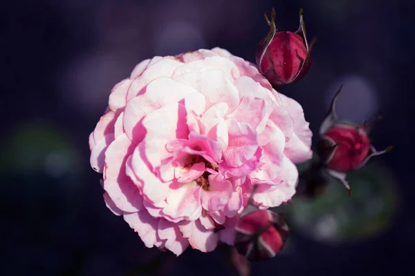 Hafif kokulu, yumuşak, orta boy pembe çiçekler Floribunda Rose 'dan Rosa' Seksi Rexy '