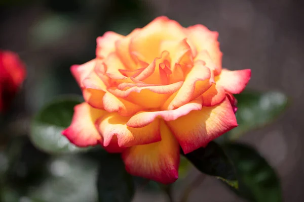 Sheila 'nın parfümü Floribunda Rose. Orta boy, oldukça dolgun çiçekler sarı, kenarları kırmızı ve güzel bir kokusu var..