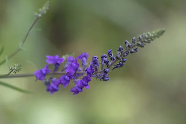Veronica Longifolia Speedwell Bright Violet Blue Wild Flower Garden — Stock Photo, Image