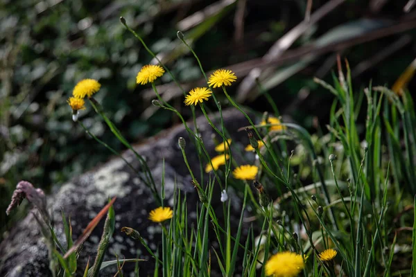 Fleurs Sauvages Petites Fleurs Sauvages Jaunes Taraxacum Officinale Pissenlit Commun — Photo