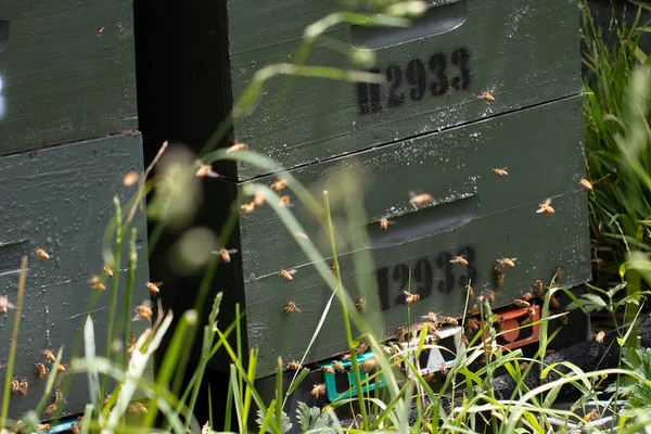 Green Wooden Beehives Bees Apiary Botanical Garden Wellington New Zealand — Stock Photo, Image