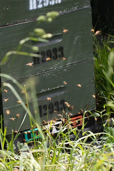 Green Wooden Beehives Bees Apiary Botanical Garden Wellington New Zealand — Stock Photo, Image