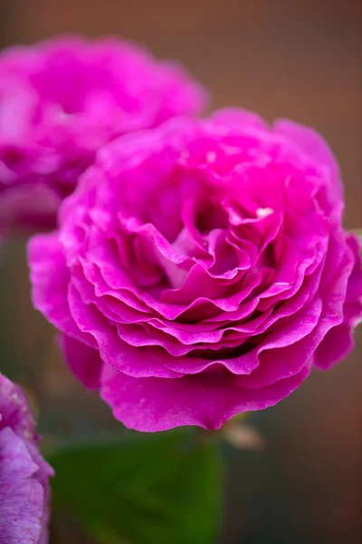 Altamente Fragancia Rosas Chartreuse Parme Delbard Color Lila Púrpura — Foto de Stock