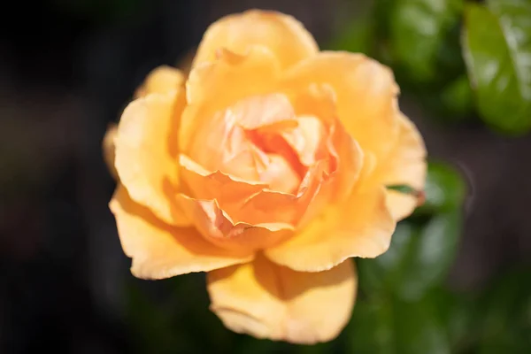 Amarillo Medio Amarillo Dorado Sombreado Albaricoque Con Fragancia Miel Floribunda — Foto de Stock