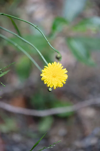 Wilde Und Kleine Gelbe Wildblumen Von Taraxacum Officinale Oder Dem — Stockfoto