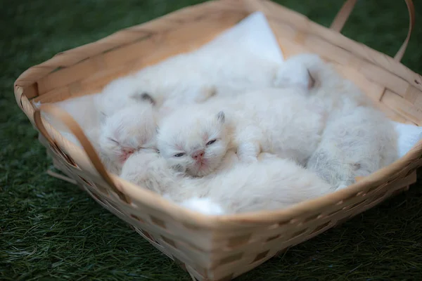 Settimana Sano Punto Colore Purosangue Gattino Persiano Himalayano Dormire Tranquillamente — Foto Stock