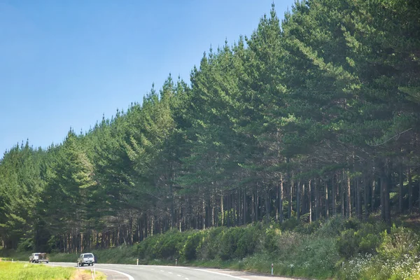 Radiata Dennenplantage Voor Nieuw Zeelandse Bosbouw — Stockfoto