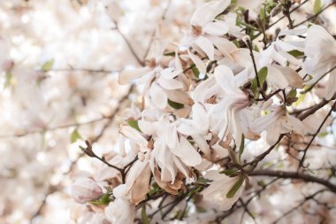 Botanik bahçesinde manolya çiçekleri